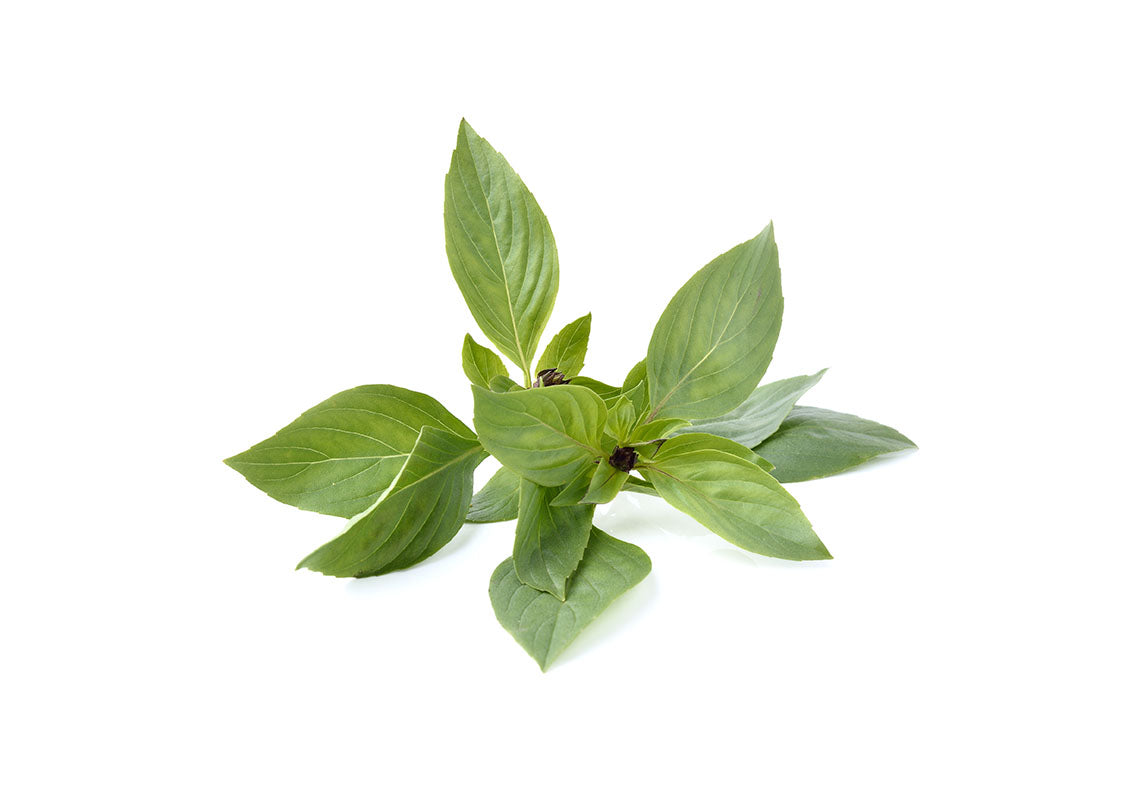 Basil (Local) 本地九層塔 – freshveggies.sg