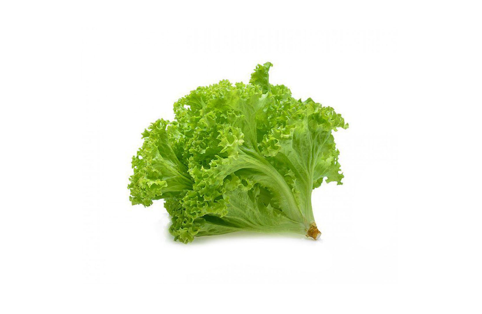 Coral Lettuce-Where to buy Fresh Fruits Vegetable Veggies SG Fresh Vegetables Online Delivery in Singapore 青生菜