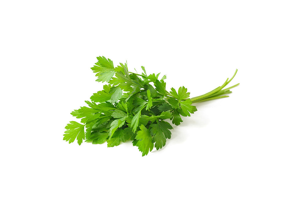 Coriander 001-Fresh Veggies SG Fresh Vegetables Online Delivery in Singapore 芫茜.jpg