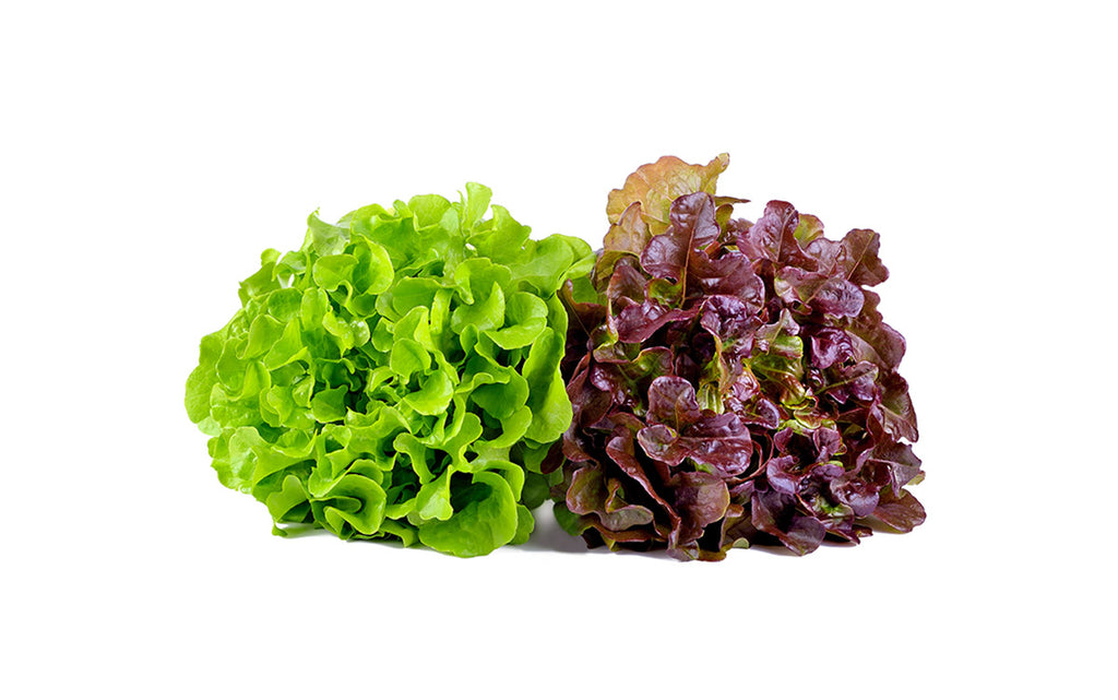 Where to buy Fresh Veggies SG Fresh Fruits and Vegetables Online Delivery in Singapore Near You Organic Coral Lettuce (Local) 本地青珊瑚